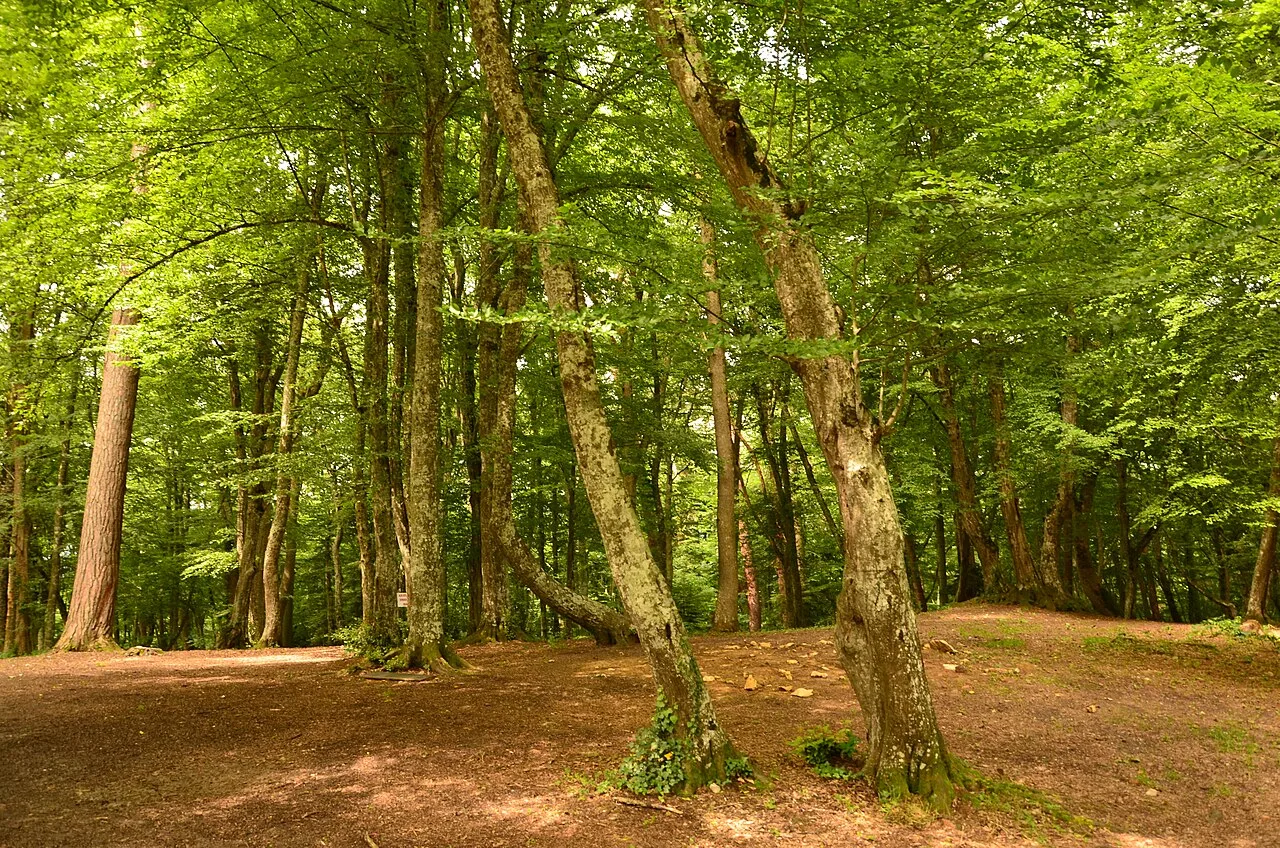 Hayreddin-i Tokadî Efendi Tomb - Bolu
