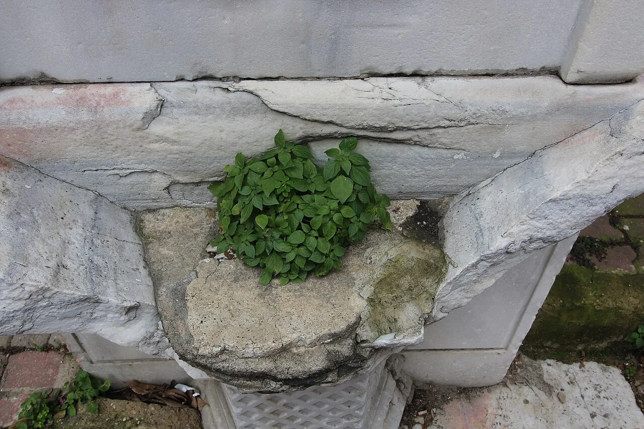 Hamidiye Çeşmesi, Asariye - İstanbul